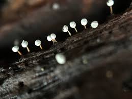 Attēlu rezultāti vaicājumam “Physarum globuliferum”