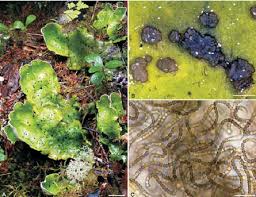 Attēlu rezultāti vaicājumam “Peltigera leucophlebia”