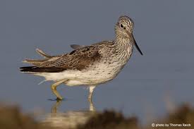 Attēlu rezultāti vaicājumam “Tringa nebularia adult”
