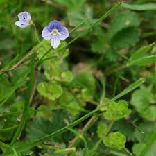 Attēlu rezultāti vaicājumam “Veronica filiformis flower”