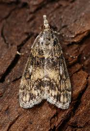 Attēlu rezultāti vaicājumam “Eudonia lacustrata”