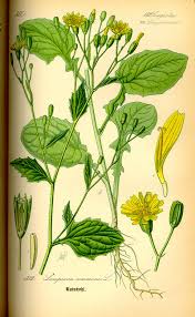 Attēlu rezultāti vaicājumam “Lapsana communis”