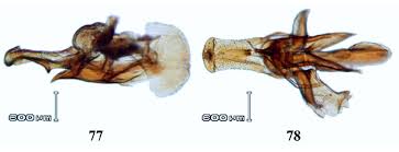 Attēlu rezultāti vaicājumam “Hemipenthes morio”