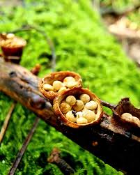 Attēlu rezultāti vaicājumam “Crucibulum laeve”