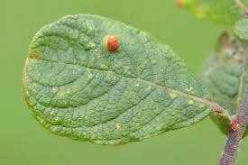 Attēlu rezultāti vaicājumam “Eriophyes laevis”
