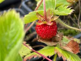 Attēlu rezultāti vaicājumam “Fragaria vesca fruit”