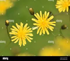 Attēlu rezultāti vaicājumam “Crepis paludosa flower”