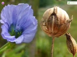 Attēlu rezultāti vaicājumam “Linum catharticum fruit”