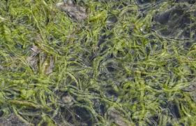 Attēlu rezultāti vaicājumam “Enteromorpha sp.”