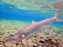 Image result for Oncorhynchus mykiss