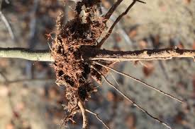 Attēlu rezultāti vaicājumam “Melolontha hippocastani imago”