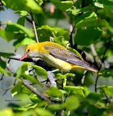 Attēlu rezultāti vaicājumam “Oriolus oriolus”