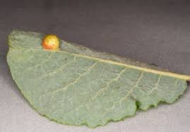 Attēlu rezultāti vaicājumam “Euura brevicornis larva”