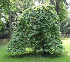 Attēlu rezultāti vaicājumam “Ulmus glabra”