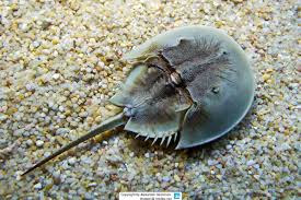 Image result for Limulus polyphemus