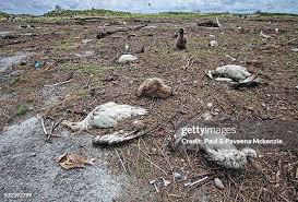 Image result for albatross dead chick