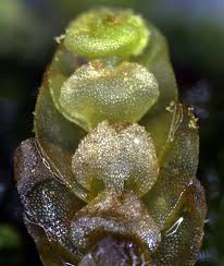 Attēlu rezultāti vaicājumam “Calypogeia integristipula”