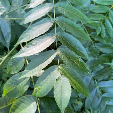 Attēlu rezultāti vaicājumam “Juglans nigra”