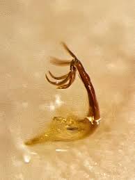 Attēlu rezultāti vaicājumam “Edwardsiana geometrica”