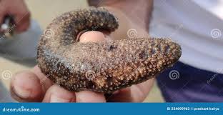 Image result for Cucumaria frondosa