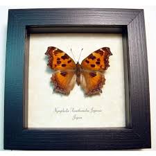 Attēlu rezultāti vaicājumam “Nymphalis xanthomelas”