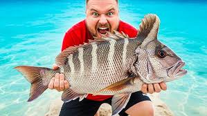 Image result for Pogonias cromis