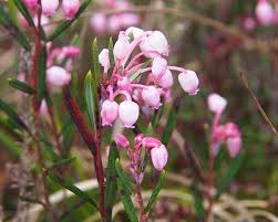 Attēlu rezultāti vaicājumam “Andromeda polifolia flower”