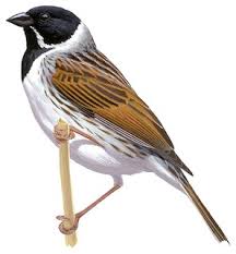 Attēlu rezultāti vaicājumam “Emberiza schoeniclus”