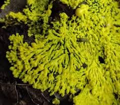 Attēlu rezultāti vaicājumam “Physarum bryocorticola”