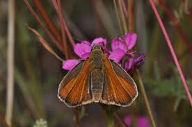 Attēlu rezultāti vaicājumam “Thymelicus sylvestris underside”