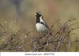 Image result for Calcarius lapponicus