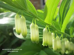 Attēlu rezultāti vaicājumam “Hosta sp. flower”