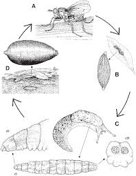 Attēlu rezultāti vaicājumam “Sciomyzidae”