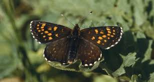 Attēlu rezultāti vaicājumam “Melitaea diamina upperside”