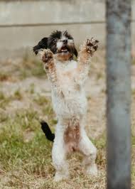 Afbeeldingsresultaat voor honden