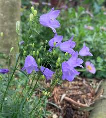 Attēlu rezultāti vaicājumam “Campanula rotundifolia”