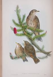 Attēlu rezultāti vaicājumam “Turdus viscivorus”