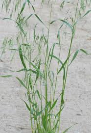 Attēlu rezultāti vaicājumam “Anisantha tectorum fruit”