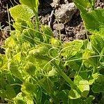 Attēlu rezultāti vaicājumam “Thladiantha dubia leaf”