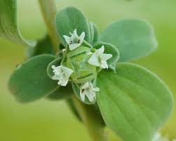 Image result for Origanum majorana