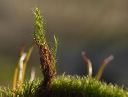 Attēlu rezultāti vaicājumam “Ditrichum flexicaule”