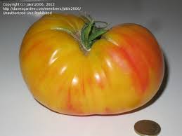 Afbeeldingsresultaat voor northern lights tomato