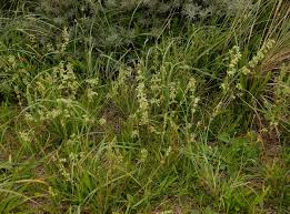 Attēlu rezultāti vaicājumam “Silene otites”