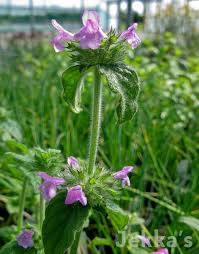 Attēlu rezultāti vaicājumam “Clinopodium vulgare flower”