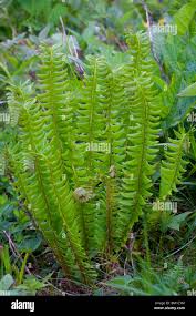 Attēlu rezultāti vaicājumam “Polystichum lonchitis”