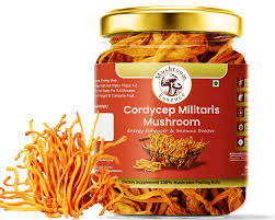 Attēlu rezultāti vaicājumam “Cordyceps militaris”