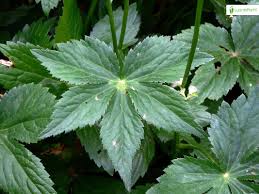 Attēlu rezultāti vaicājumam “Astrantia major leaf”