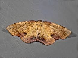 Attēlu rezultāti vaicājumam “Plagodis dolabraria”