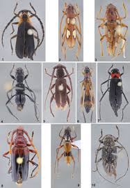 Attēlu rezultāti vaicājumam “Cerambycidae”