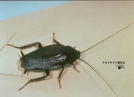 Image result for ゴキブリ報告所